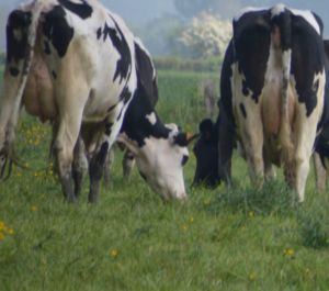 La transformation de la ferme
