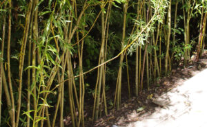 création d’une oseraie