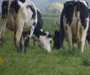 La transformation de la ferme